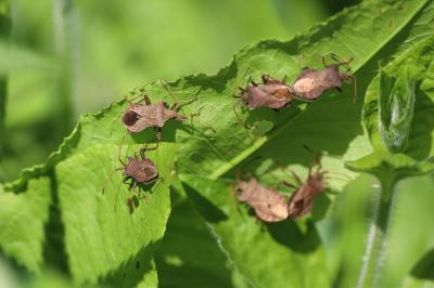 <i>Coreus marginatus</i>