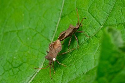 <i>Coreus marginatus</i>