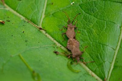 <i>Coreus marginatus</i>