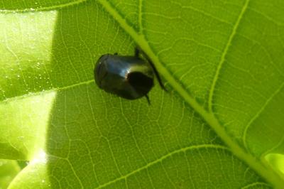 <i>Penthimia nigra</i>