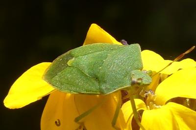 <i>Nezara viridula</i>
