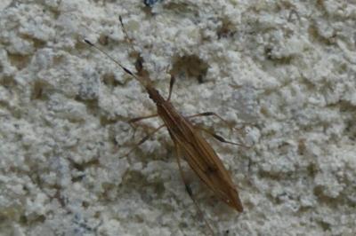 <i>Berytinus</i>