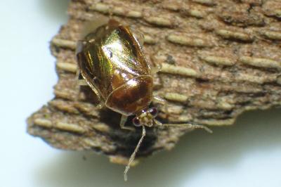 <i>Deraeocoris lutescens</i>