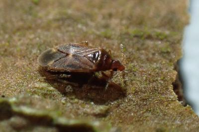 Cardiastethus fasciiventris