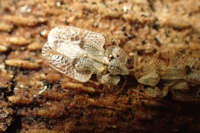 <i>Corythucha ciliata</i>