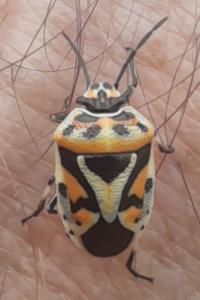 <i>Eurydema ornata</i>