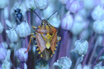 <i>Carpocoris purpureipennis</i>