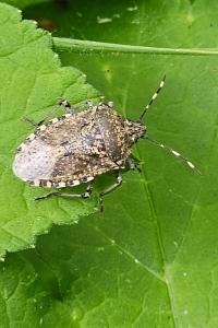 <i>Rhaphigaster nebulosa</i>
