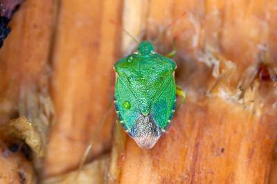 <i>Palomena prasina</i>