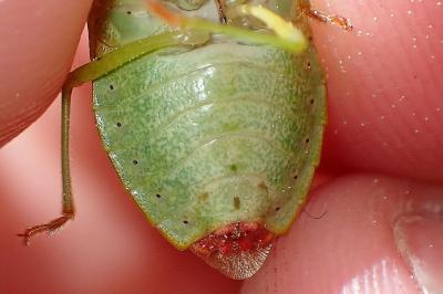<i>Palomena prasina</i>