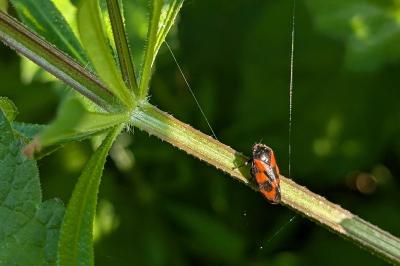 <i>Cercopis vulnerata</i>