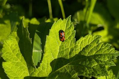 <i>Cercopis vulnerata</i>