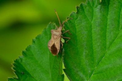 <i>Coreus marginatus</i>
