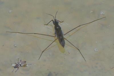 <i>Gerris</i>