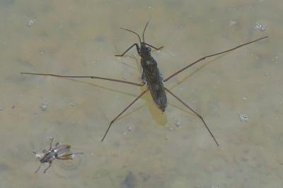 <i>Gerris</i>