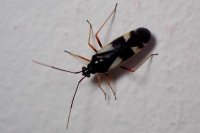 Dryophilocoris flavoquadrimaculatus