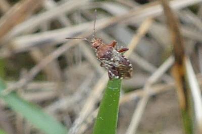 <i>Rhopalus subrufus</i>