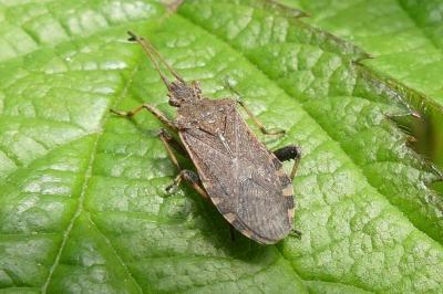 <i>Ceraleptus gracilicornis</i>