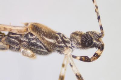 <i>Empicoris rubromaculatus</i>