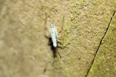 <i>Cyllecoris histrionius</i>