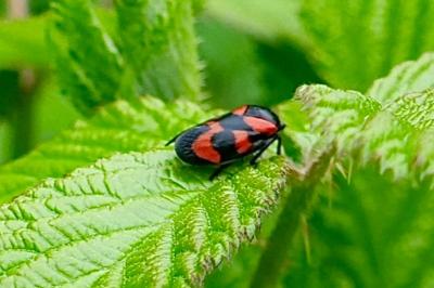 <i>Cercopis vulnerata</i>