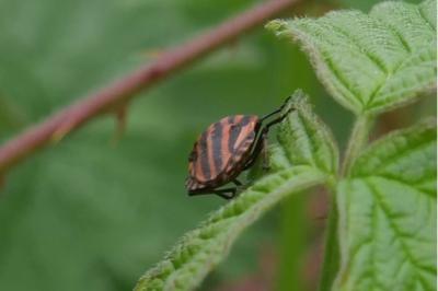 <i>Graphosoma italicum</i>