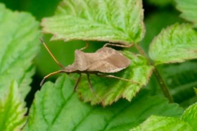 <i>Coreus marginatus</i>
