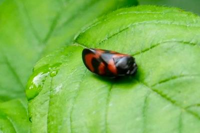 <i>Cercopis vulnerata</i>