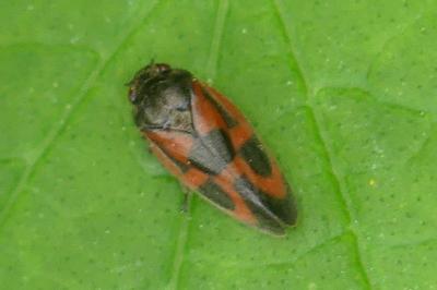 <i>Haematoloma dorsata</i>
