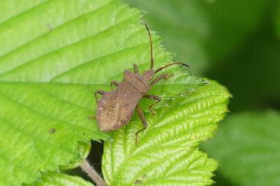<i>Coreus marginatus</i>