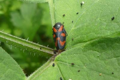 <i>Cercopis vulnerata</i>