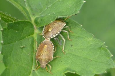 <i>Peribalus strictus</i>