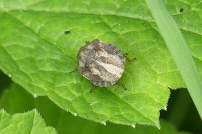 <i>Eurygaster</i>