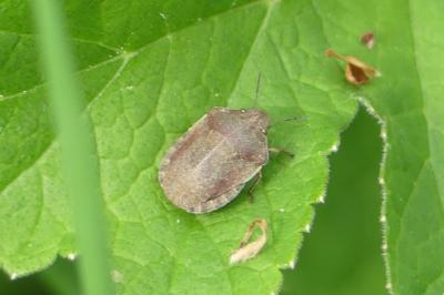 <i>Eurygaster</i>