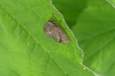 <i>Centrotus cornutus</i>
