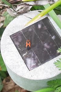 <i>Melanocoryphus albomaculatus</i>