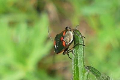 <i>Eurydema oleracea</i>