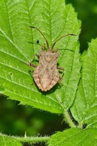 <i>Coreus marginatus</i>