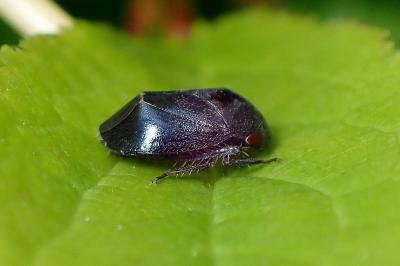 Penthimia nigra