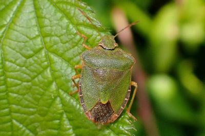 <i>Palomena prasina</i>