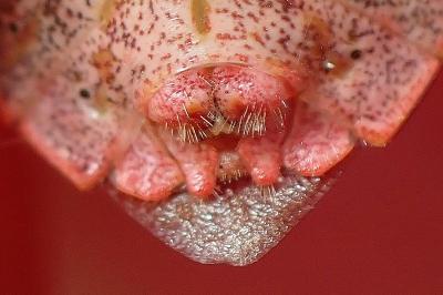 <i>Palomena prasina</i>