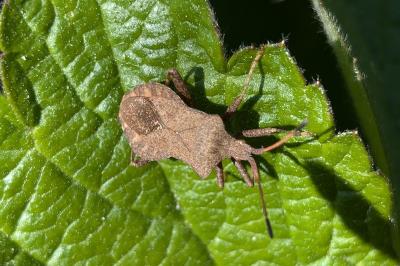 <i>Coreus marginatus</i>