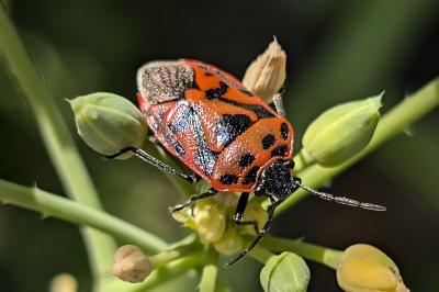 <i>Eurydema ornata</i>