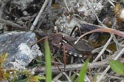 <i>Rhynocoris erythropus</i>