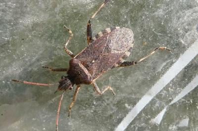 <i>Ceraleptus gracilicornis</i>