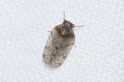 <i>Tachycixius pilosus</i>