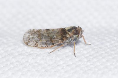 <i>Tachycixius pilosus</i>