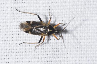 <i>Harpocera thoracica</i>