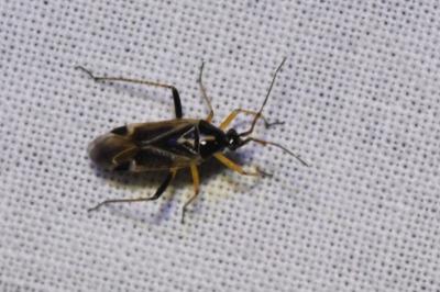 <i>Harpocera thoracica</i>