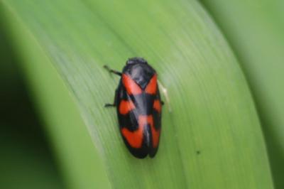 <i>Cercopis vulnerata</i>